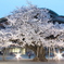 土浦真鍋小学校の桜
