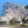 土浦真鍋小学校の桜