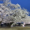 土浦真鍋小学校の桜