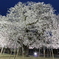 土浦真鍋小学校の桜