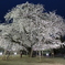 土浦真鍋小学校の桜