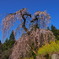 国道３３号線桜巡り２