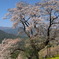 国道３３号線桜巡り３