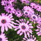 DPP_66731