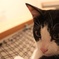 猫の寝起き