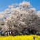 阿蘇一心行の大桜