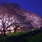 熊谷桜堤