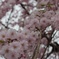 武蔵村山の春