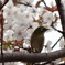 メジロと桜