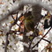 メジロと桜