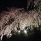 夜桜