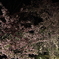 夜桜２