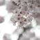 桜咲く