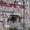 桜が降る