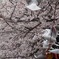 春を舞う