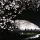 野川の夜桜
