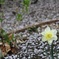 一輪の花