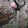 桜祭り
