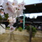 今昔物語～（桜街道）