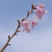 桜(大学) 3