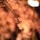 夜のしだれ桜