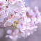 DSC00081