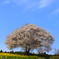 馬場の山桜