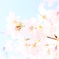 染井吉野