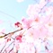 空に咲く