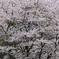 なごりの桜