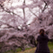 桜に立ち向かう
