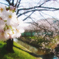 桜咲く 佐保川沿い 01