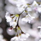 しだれ桜