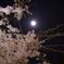 しだれ桜