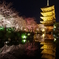 東寺の桜⑥