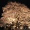 夜桜