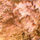 桜舞う