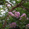 IMGP0930
