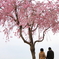 2人だけの桜色
