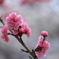 紅桜