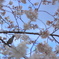 花鳥風？
