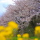 野に咲く花