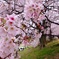 淀川河川公園背割堤地区