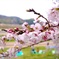 淀川河川公園背割堤地区