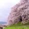 淀川河川公園背割堤地区