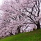 淀川河川公園背割堤地区