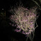 branch