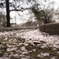 桜絨毯