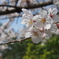 桜が咲きました