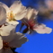 縮景園の桜